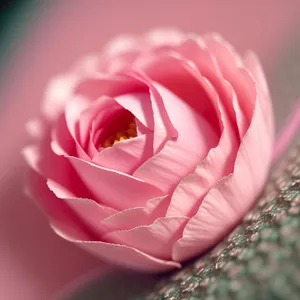 Beautiful Pink Rose Blooming in Garden