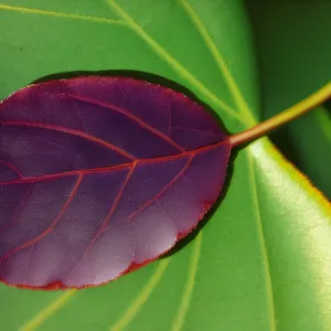 Vibrant Spring Flora Foliage in Garden