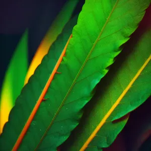 Vibrant Sumac Leaf in Spring: Natural Beauty in Botanical Garden