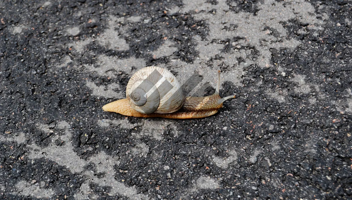 Picture of Brown snail crawling in garden with slimy trail.