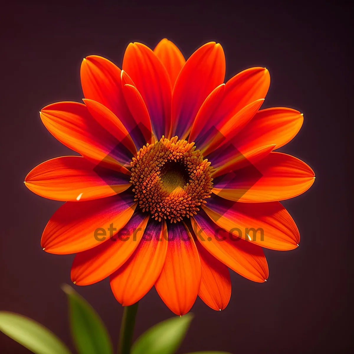 Picture of Vibrant Daisy Blossom in Full Bloom