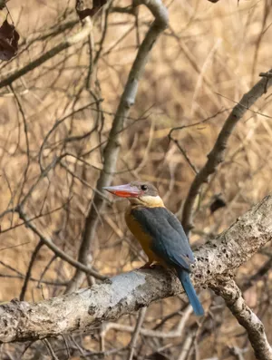 Tropical Avian Woodpecker in Jungle Habitat With Branches