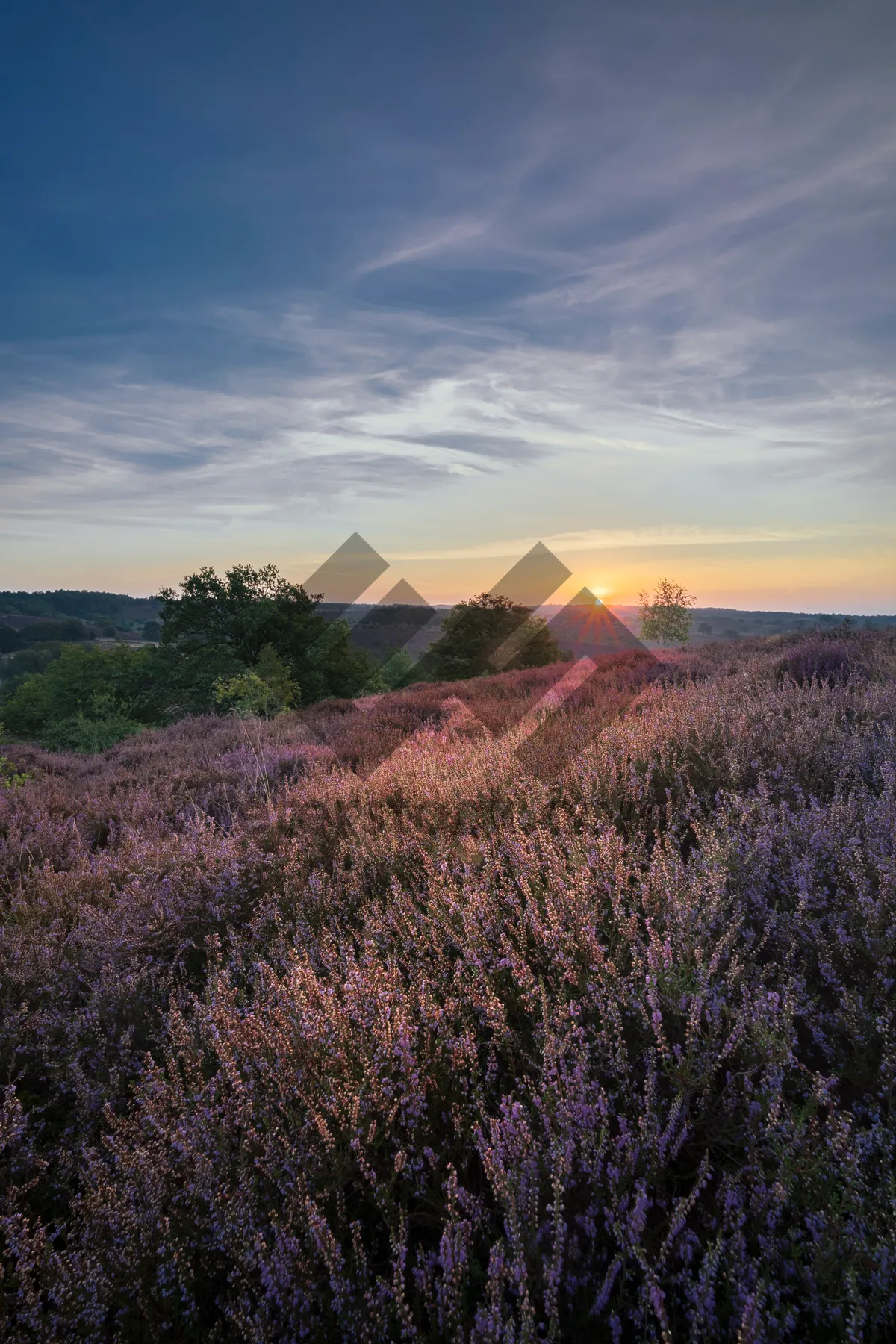 Picture of Autumn Sun over Meadow in Countryside Landscape