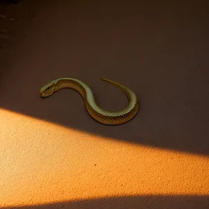 Night Snake - Stunning Reptile in the Wild