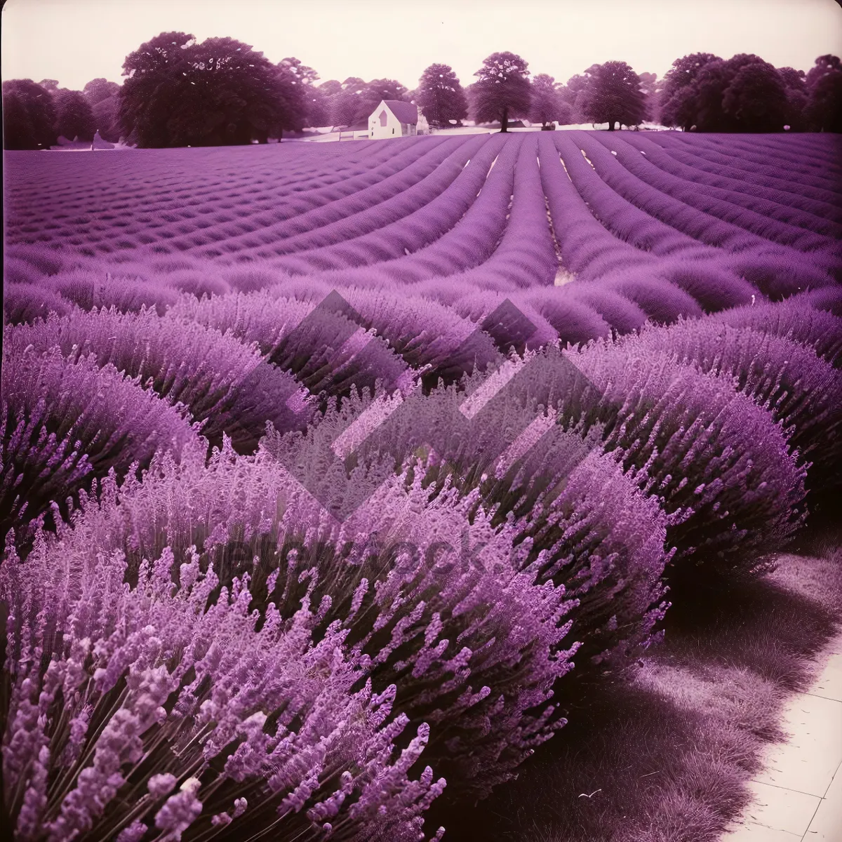 Picture of Lush Lavender Blooms in Vibrant Garden Setting