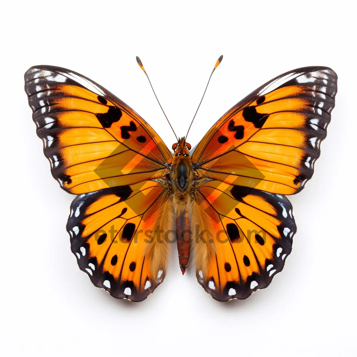 Picture of Colorful Monarch Butterfly with Spread Wings on Yellow Flower