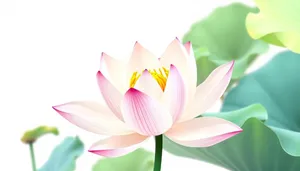 Colorful Lotus Flower Bloom in Spring Decoration