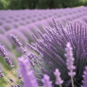 Purple Wild Teasel: Beautiful Blooms in Gardens and Fields.