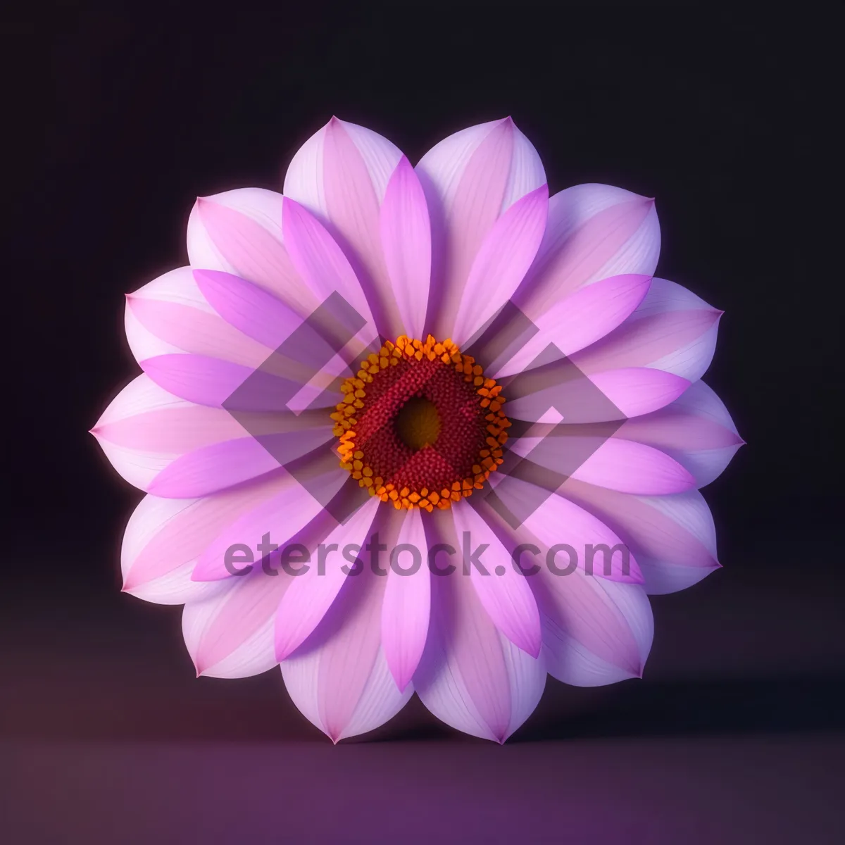 Picture of Bright Pink Daisy Blossom Closeup