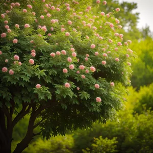 Seasonal Mimosa Tree - Beautiful Woody Plant