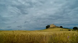 Beautiful rural landscape with wheat field under sunny sky