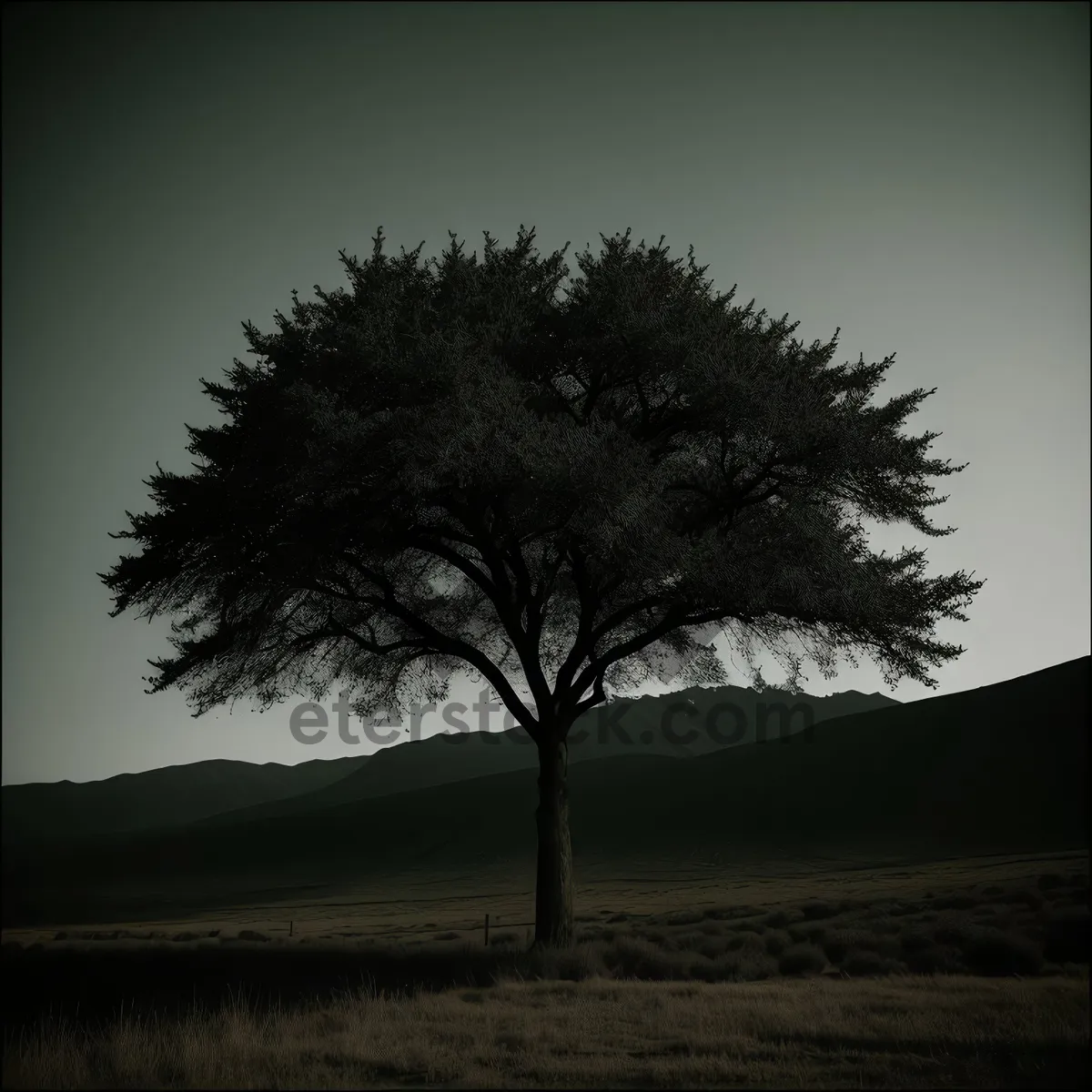 Picture of Golden Hour Horizons: Serene Sunset Over Tree-filled Landscape