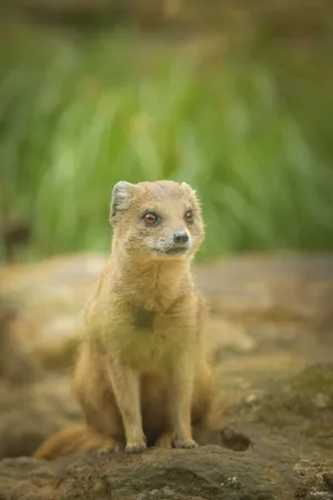 Cute furball: Wild mongoose at the zoo.