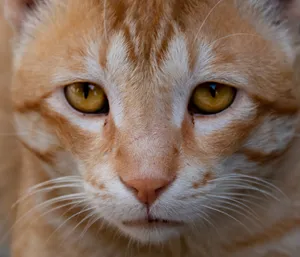 Furry Tabby Cat with Intense Stare