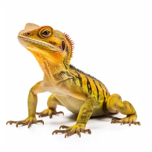 Poisonous chameleon eye in wildlife habitat photograph.