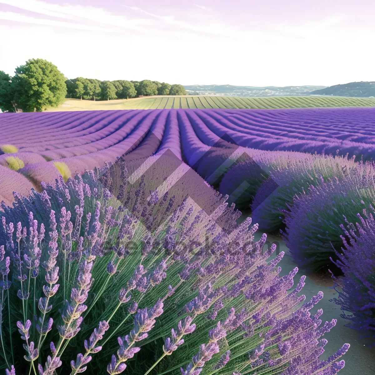 Picture of Vibrant Lavender Blooms in Countryside Landscape