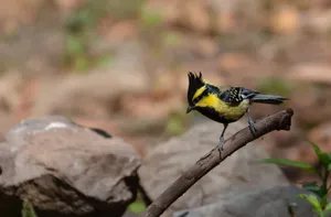 Yellow bird with bright feathers perched on branch