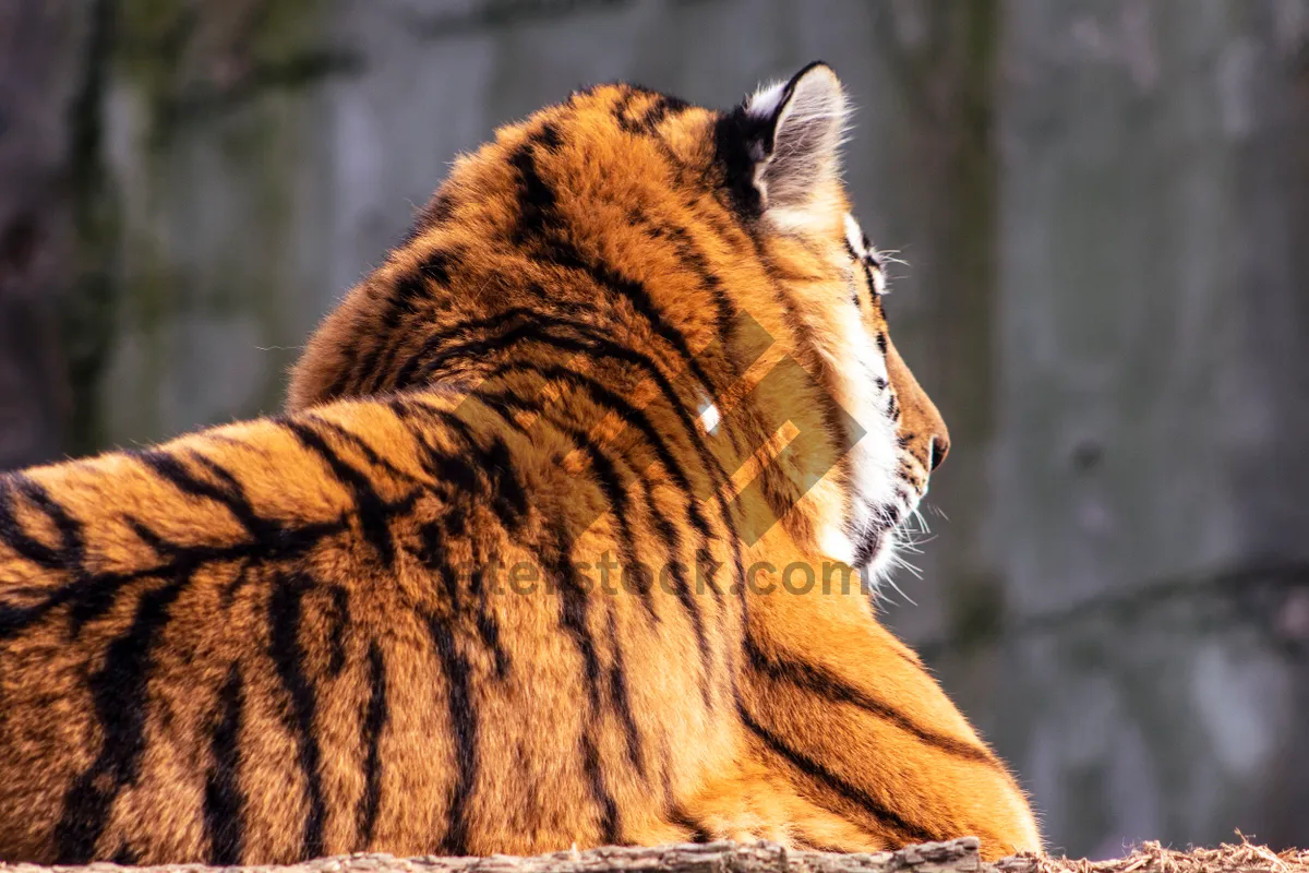 Picture of Striped feline predator in the wild - Tiger Jungle Hunt