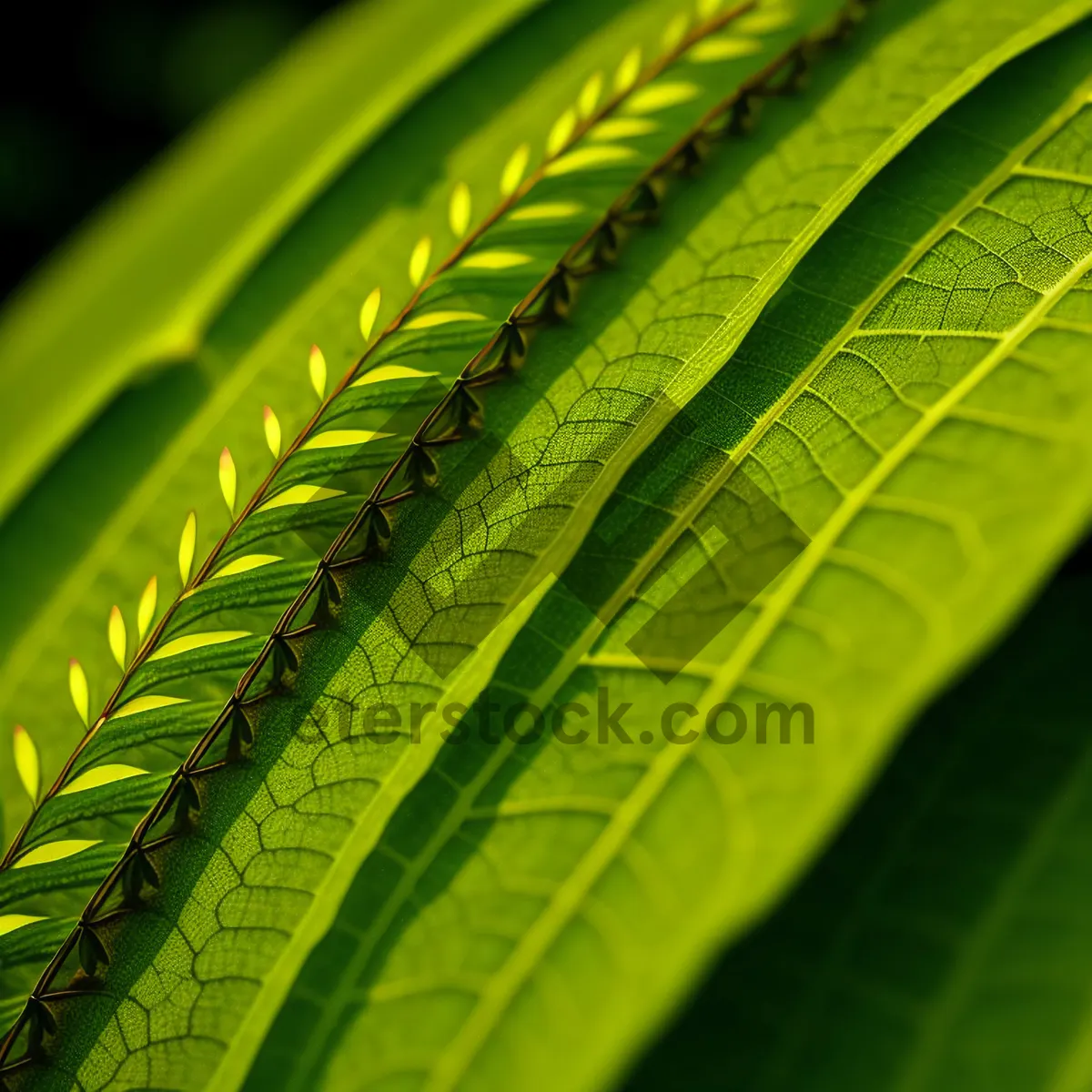 Picture of Lush Leafy Forest Growth: Sumac Foliage in Full Bloom