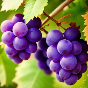Ripe summer grapes in vineyard harvest.