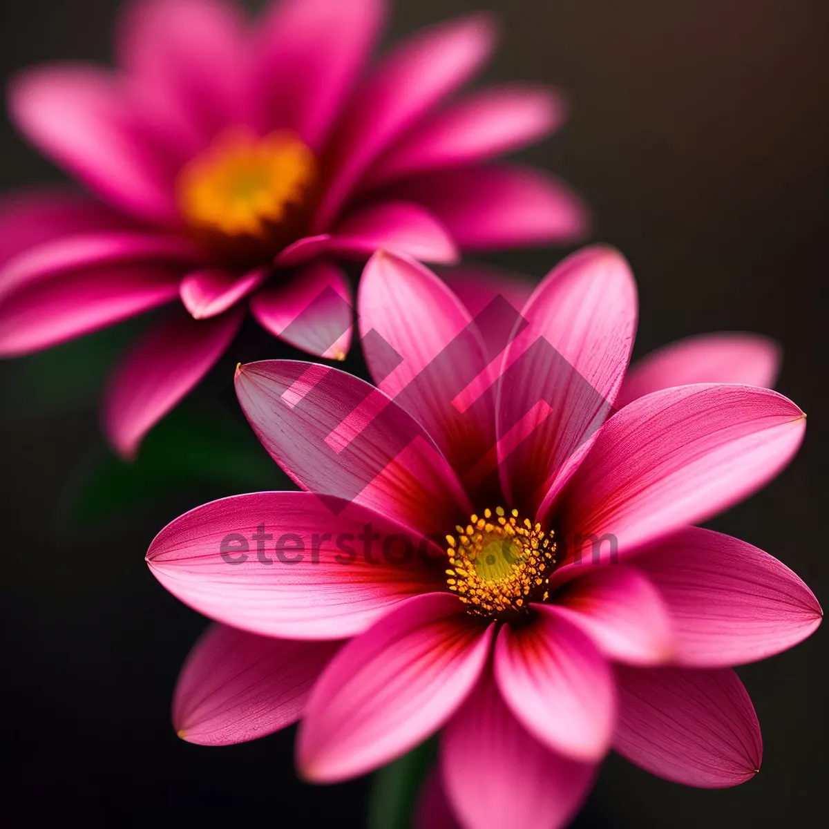 Picture of Pink Daisy Blossoming in Lush Garden