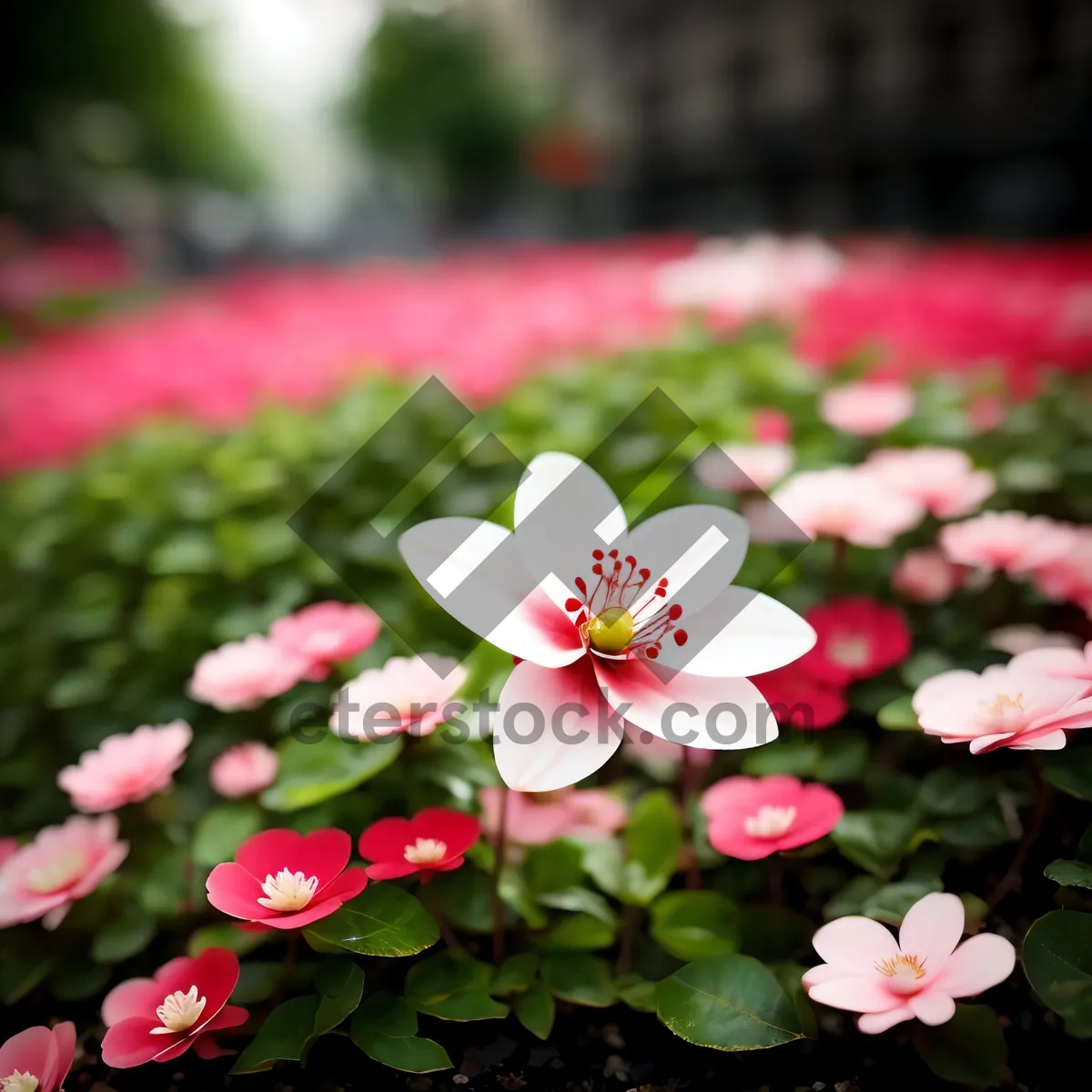 Picture of Spring Blossom: Pink False Rue Anemone in Garden