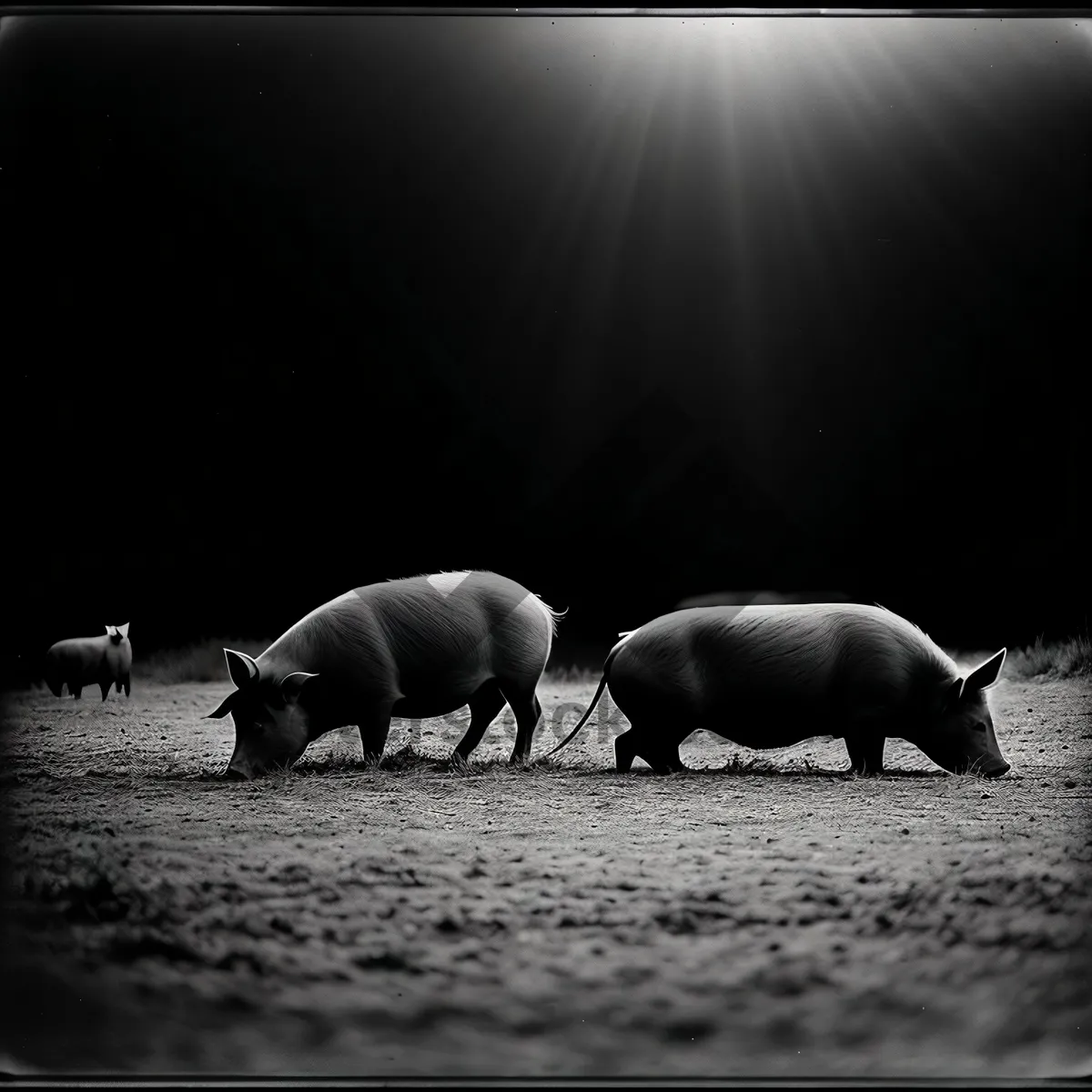 Picture of Pink Piglet in Farm Pen