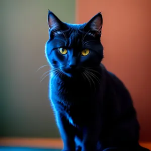 Curious Kitty with Adorable Whiskers