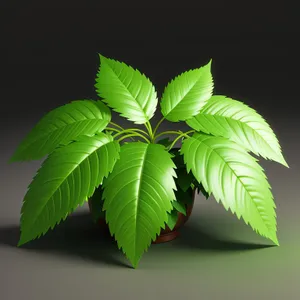 Vibrant Summer Foliage in a Lush Forest