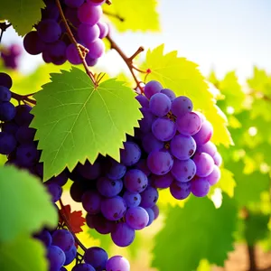 Juicy Autumn Berry Harvest on Rural Vineyard