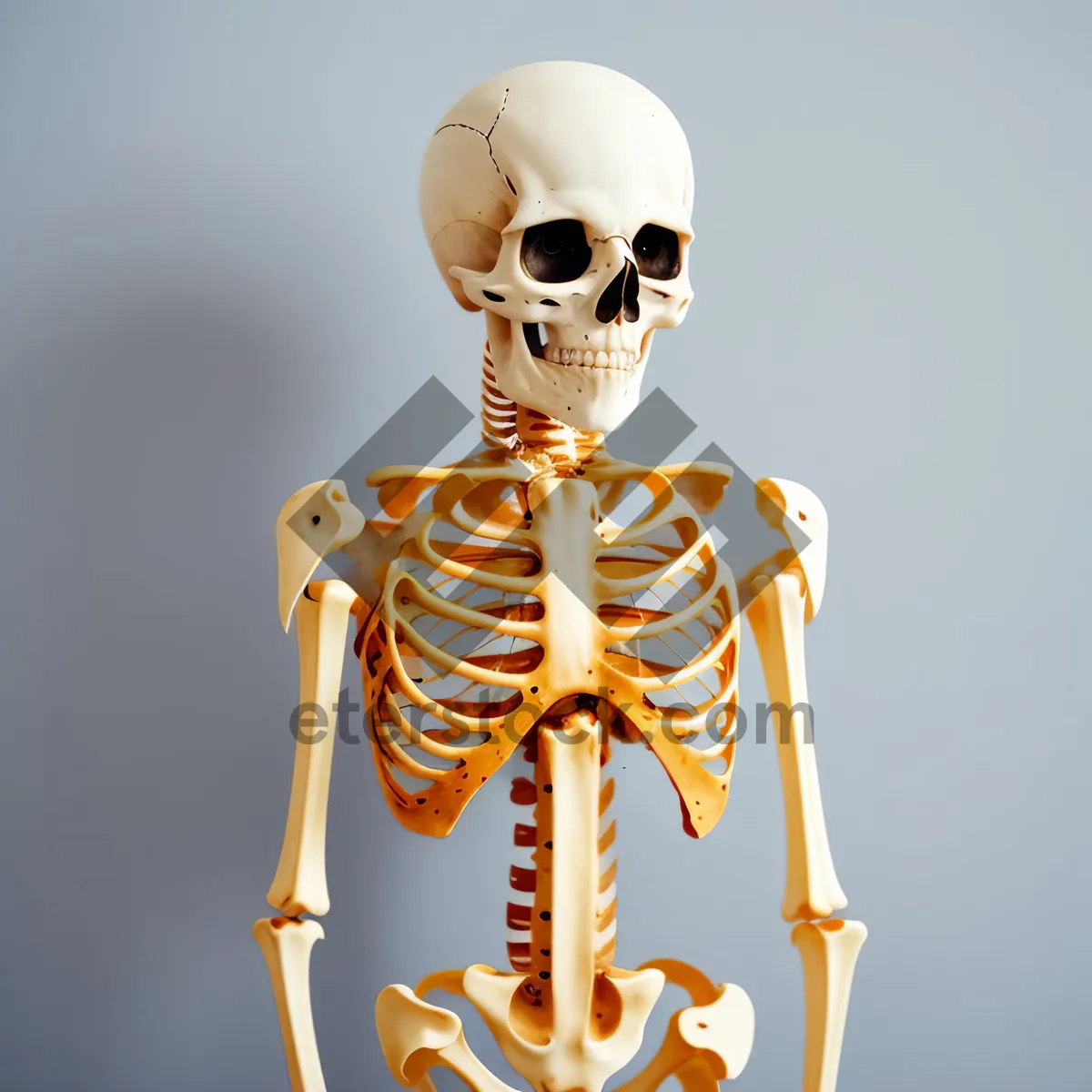 Picture of Pirate Skeleton Anatomy - 3D Human Skull and Bones