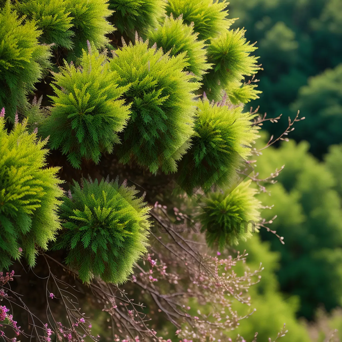 Picture of Prickly Chestnut Tree Blossom in Desert