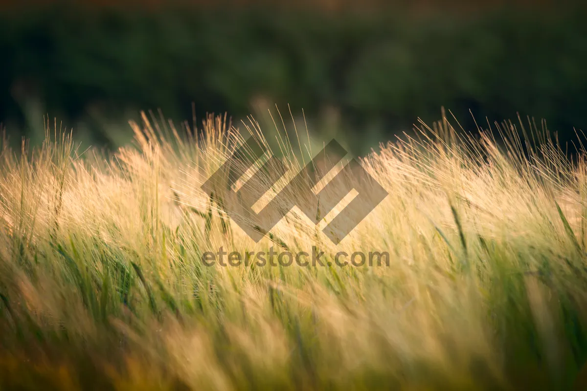 Picture of Golden Wheat Field in the Summer Sun.