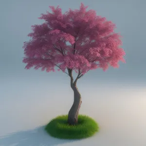 Miniature Pink Maple Leaf in Evergreen Garden