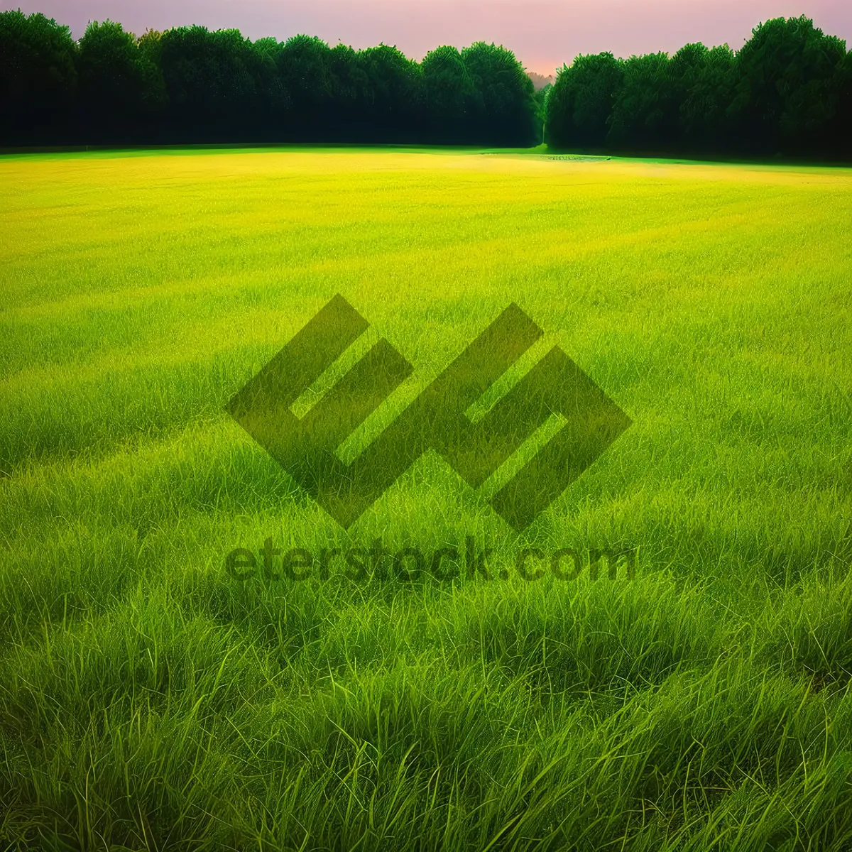 Picture of Golden Wheat Field Under Clear Blue Sky