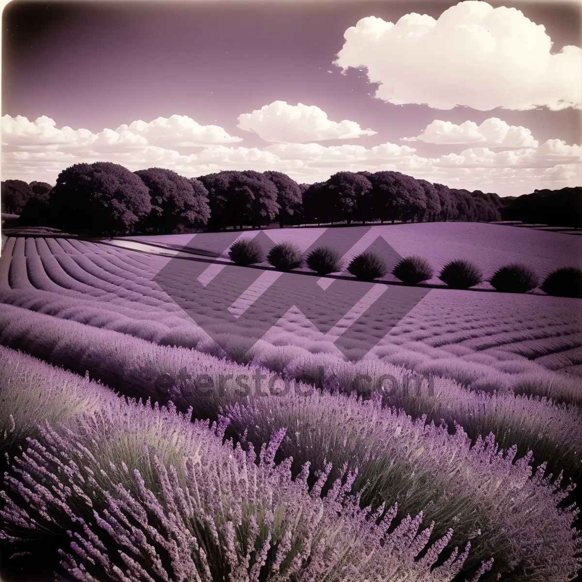 Picture of Golden Sunset Over Lavender Fields and Mountain