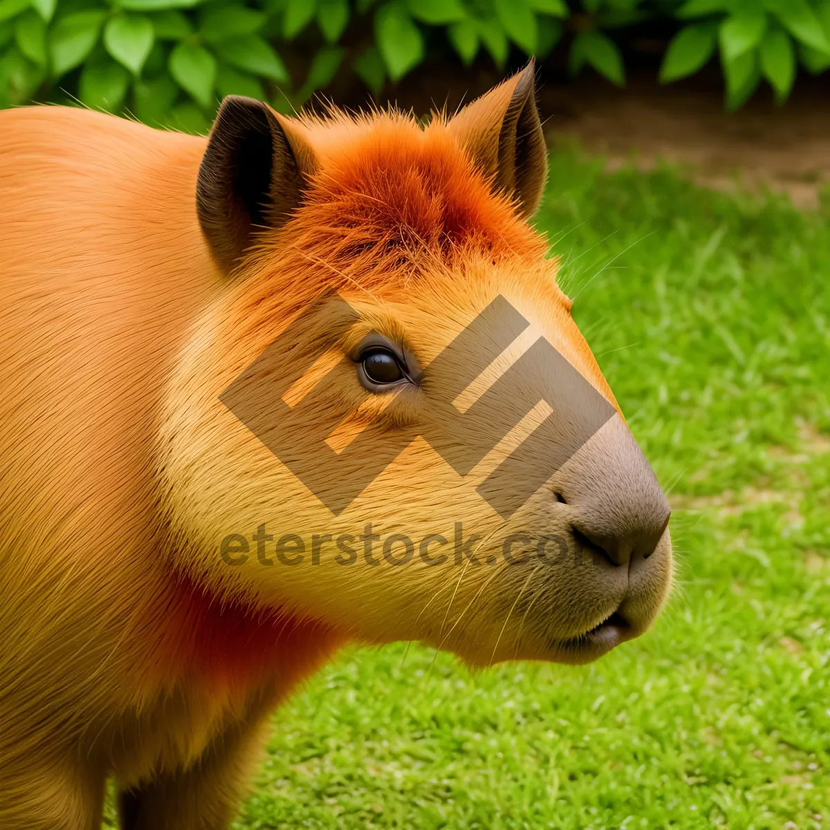 Picture of Cute Brown Guinea Pig with Fluffy Fur