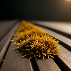 Sea Urchin in Herb Brushing Dandelion Plant