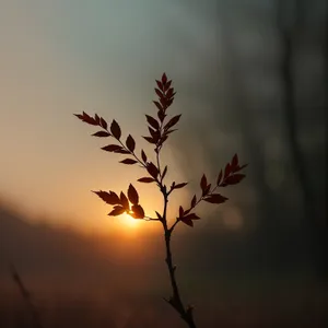 Ethereal Spring Blossom against Tranquil Sky