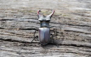 Close-up of a Rhinoceros Beetle.