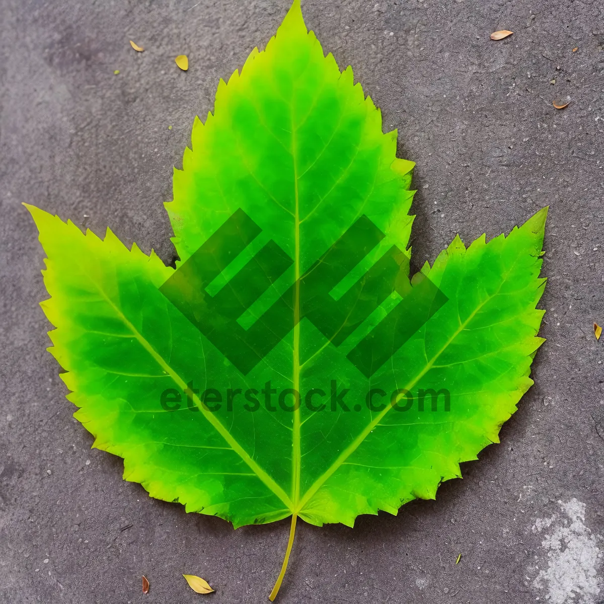 Picture of A Fresh Closeup of Organic Leafy Greens in a Vibrant Garden