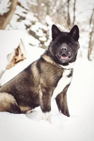 Adorable Purebred Dog Sitting in Studio Portrait Shot