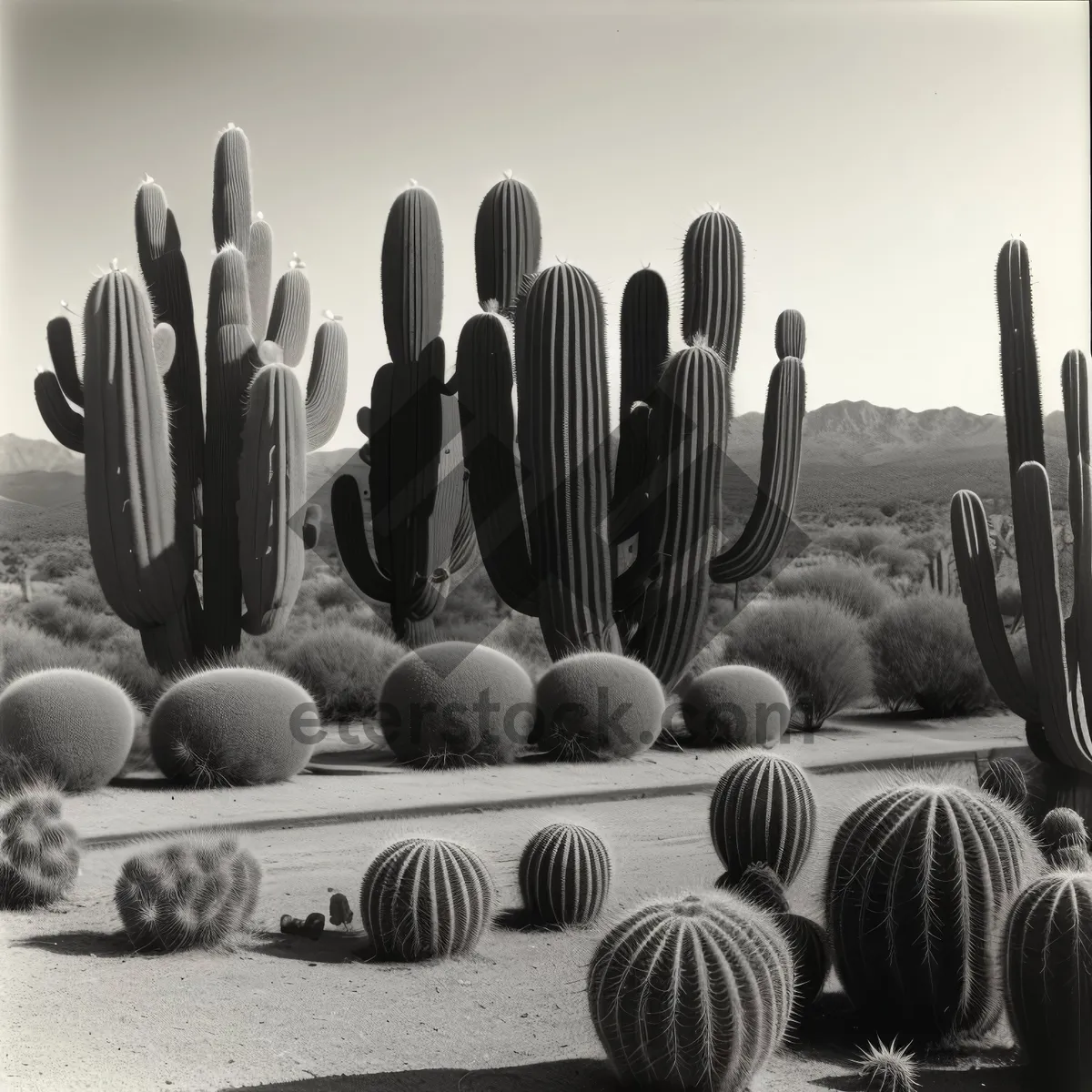 Picture of Tableware, Ninepin, and Cactus with Wooden Spoon