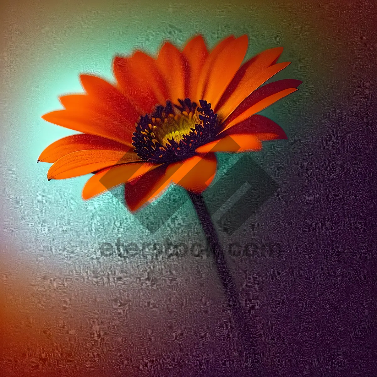 Picture of Bright Yellow Sunflower Bloom in Garden
