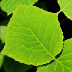 Vibrant Summer Foliage in a Forest