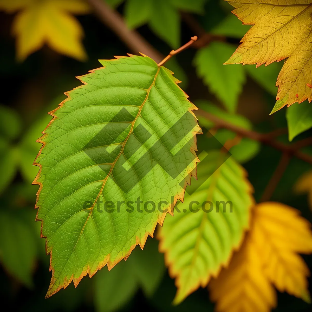 Picture of Bright Sumac Leaves in Lush Forest