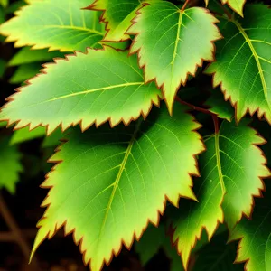 Vibrant Foliage in Sunlit Forest