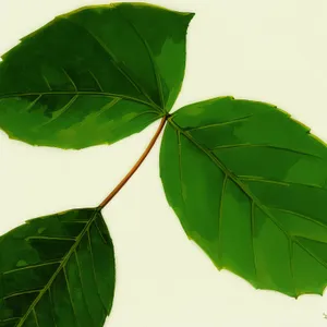 Lush Maple Leaves in Vibrant Forest