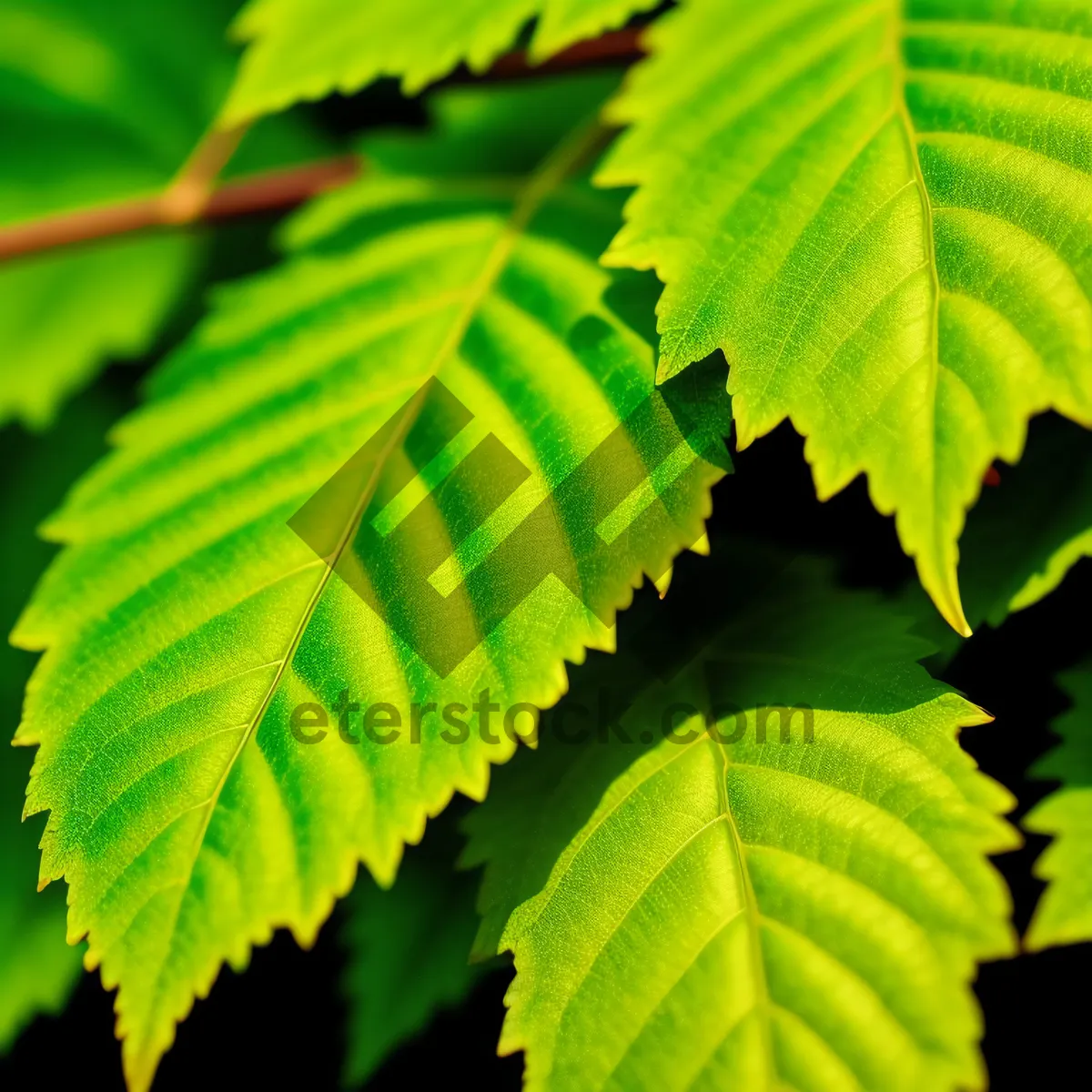 Picture of Lush Spring Forest with Elm and Alder Trees