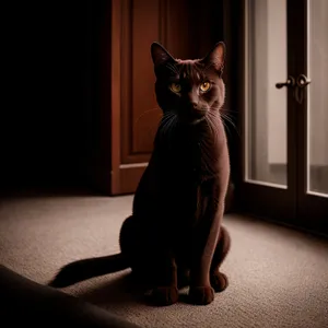 Adorable Tabby Kitty Posing on Windowsill